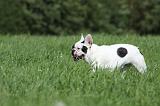 BOULEDOGUE FRANCAIS 730